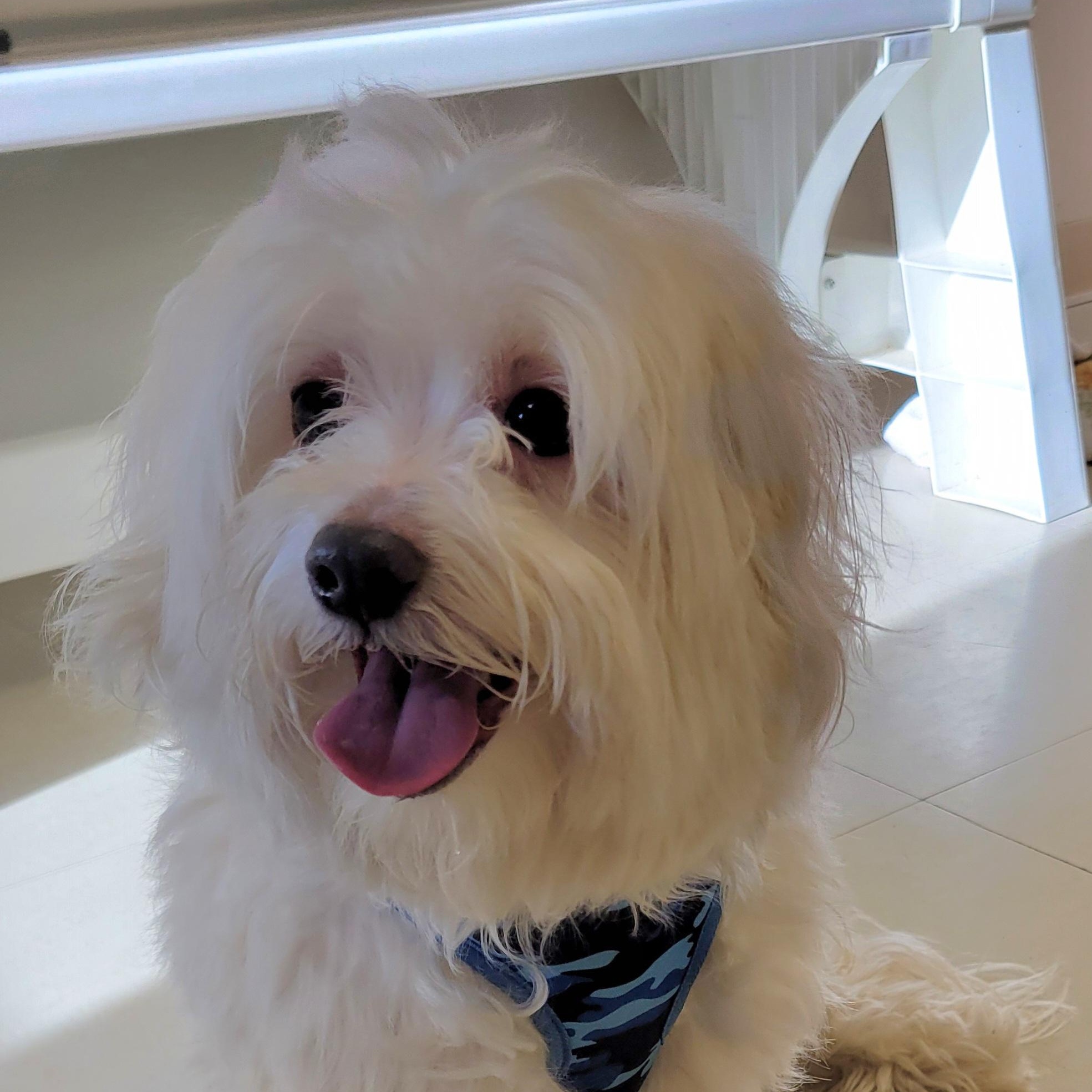 Enlarge Jackson aka Jax, an adopted Maltese in West Jefferson, OH image 3/5
