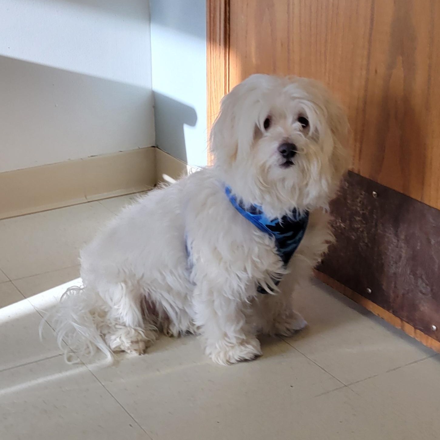 Enlarge Jackson aka Jax, an adopted Maltese in West Jefferson, OH image 4/5