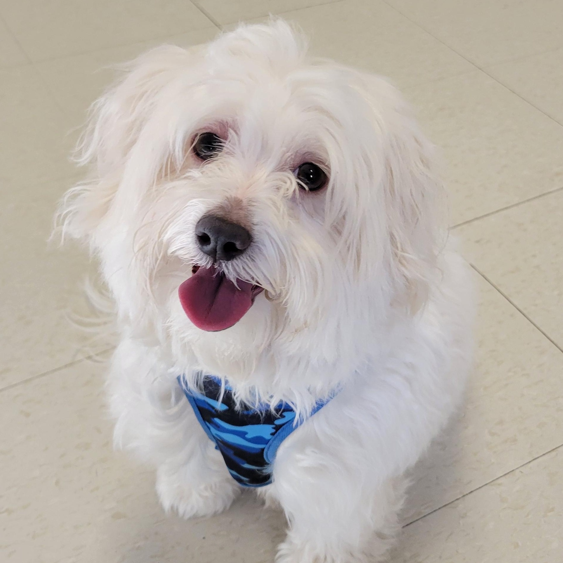 Enlarge Jackson aka Jax, an adopted Maltese in West Jefferson, OH image 5/5