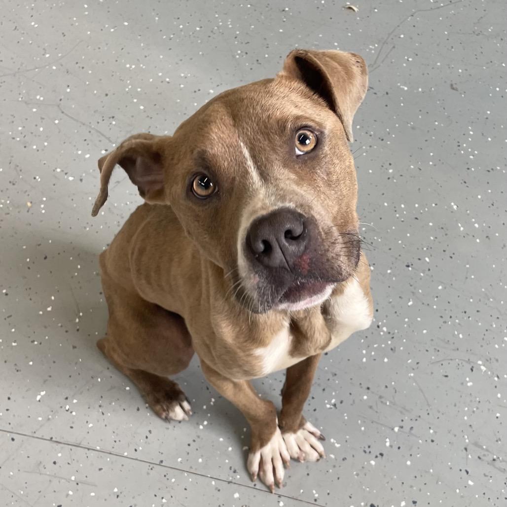 Pickle, Adoptable, Adult Male Mixed Breed.