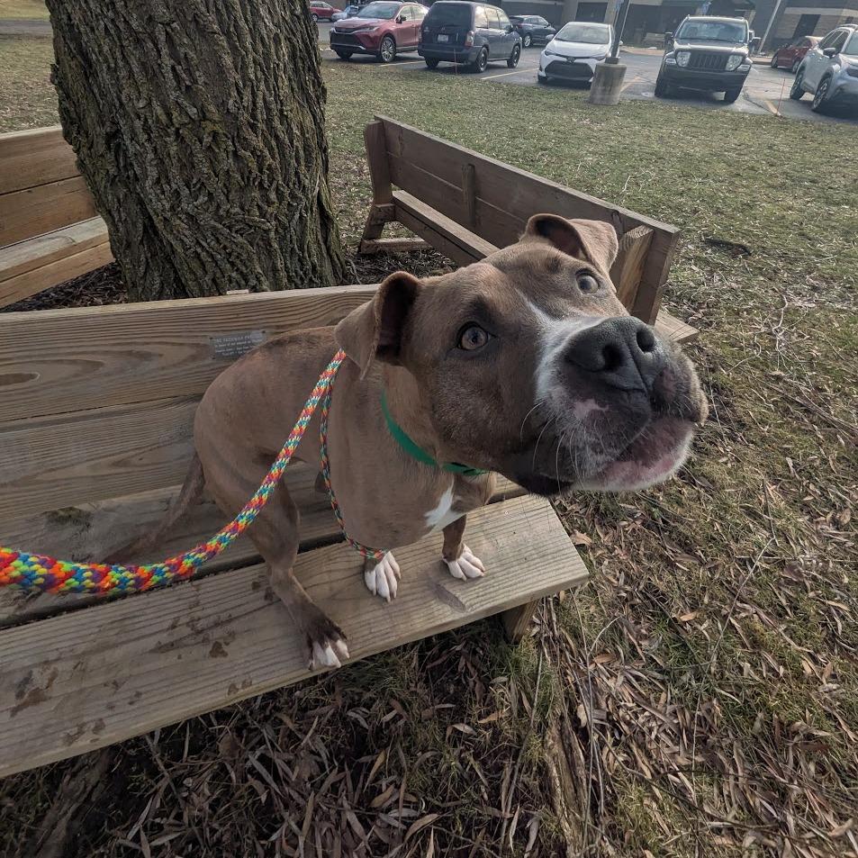 Enlarge Pickle, a Adoptable Mixed Breed in Grand Rapids, MI image 2/6