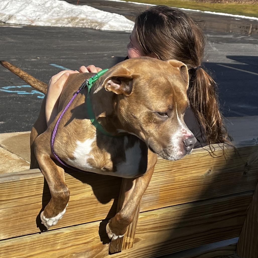 Enlarge Pickle, a Adoptable Mixed Breed in Grand Rapids, MI image 3/6