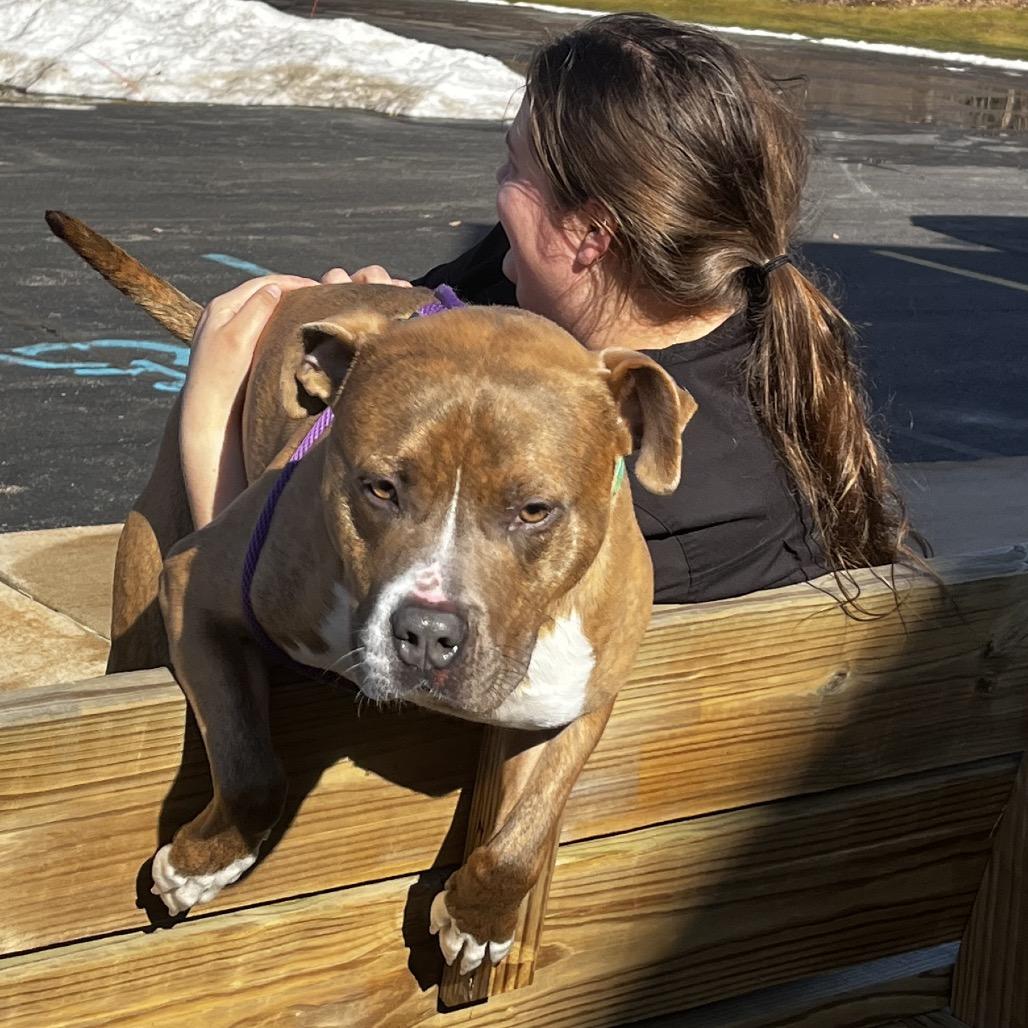 Enlarge Pickle, a Adoptable Mixed Breed in Grand Rapids, MI image 4/6