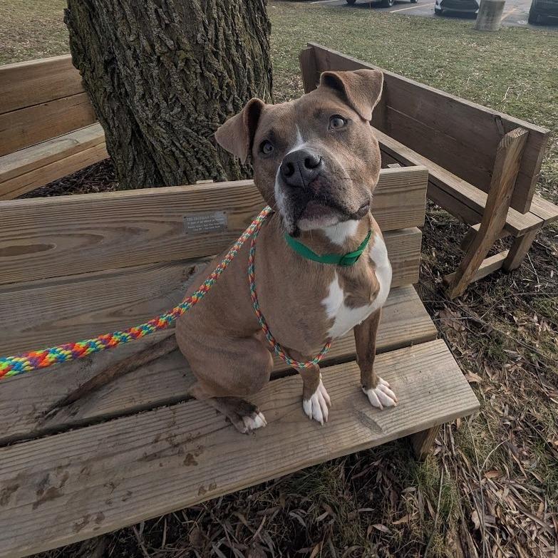 Enlarge Pickle, a Adoptable Mixed Breed in Grand Rapids, MI image 5/6