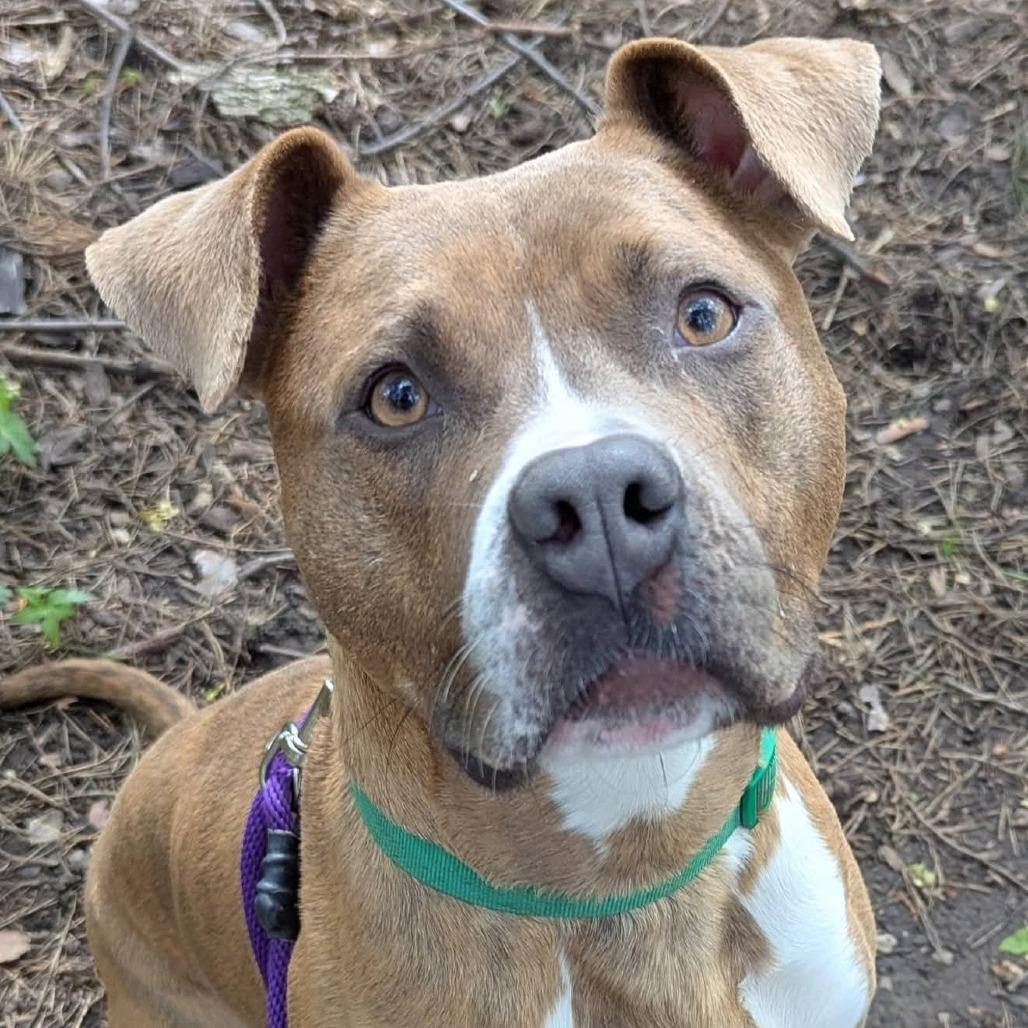 Enlarge Pickle, a Adoptable Mixed Breed in Grand Rapids, MI image 6/6