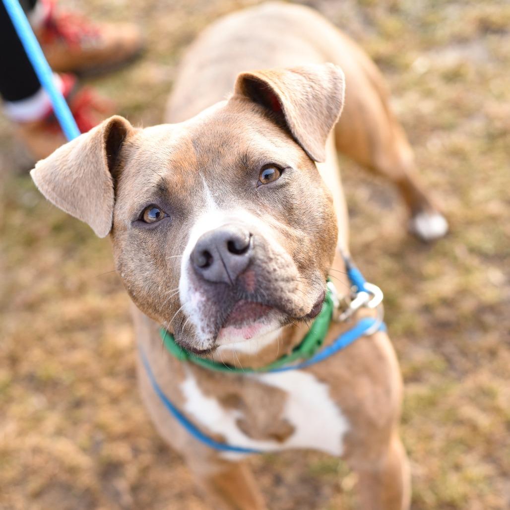 Enlarge Pickle, a Adoptable Mixed Breed in Grand Rapids, MI image 6/6