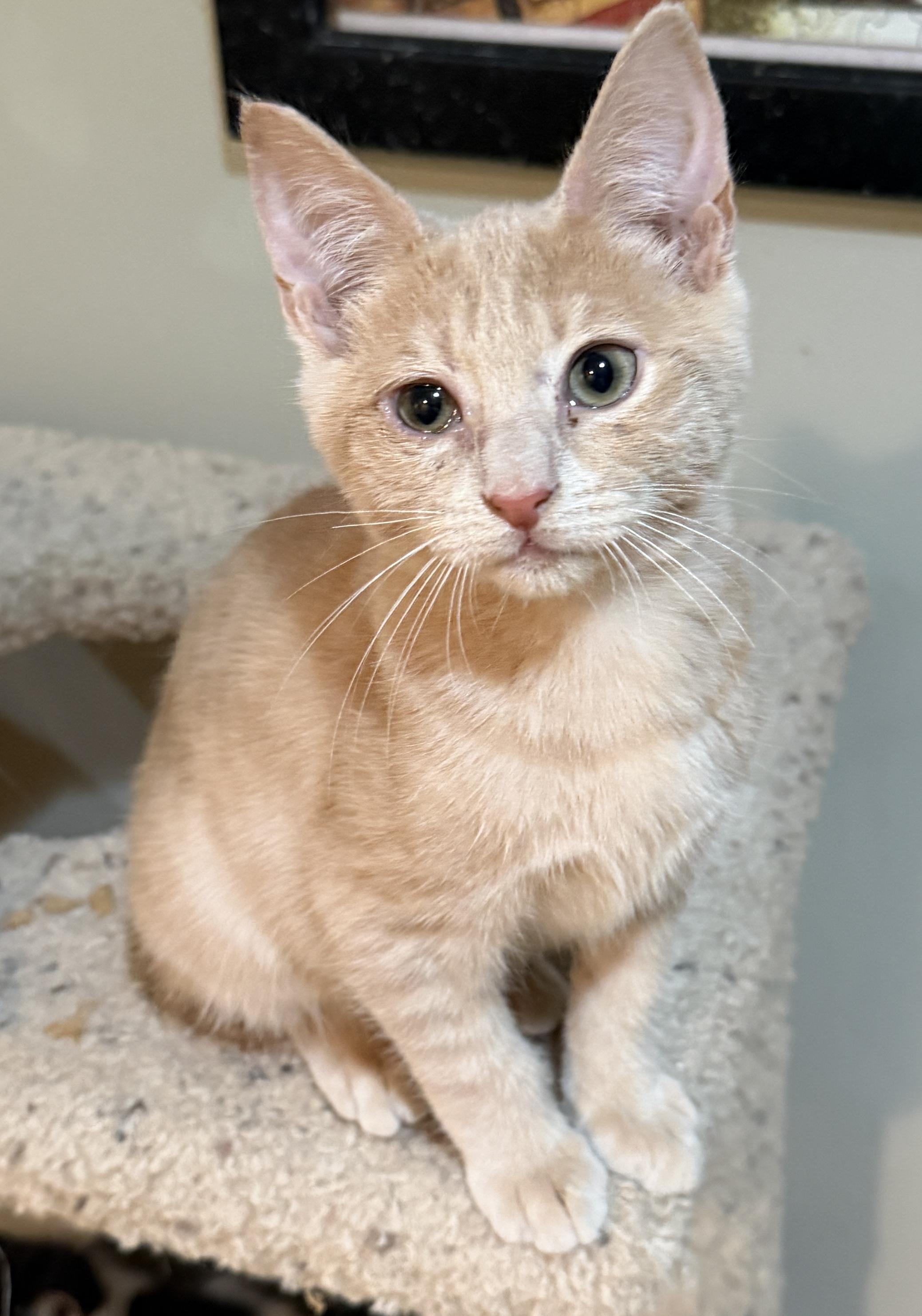 Enlarge Vivaldi, an adopted Domestic Short Hair in East Hanover, NJ image 2/2