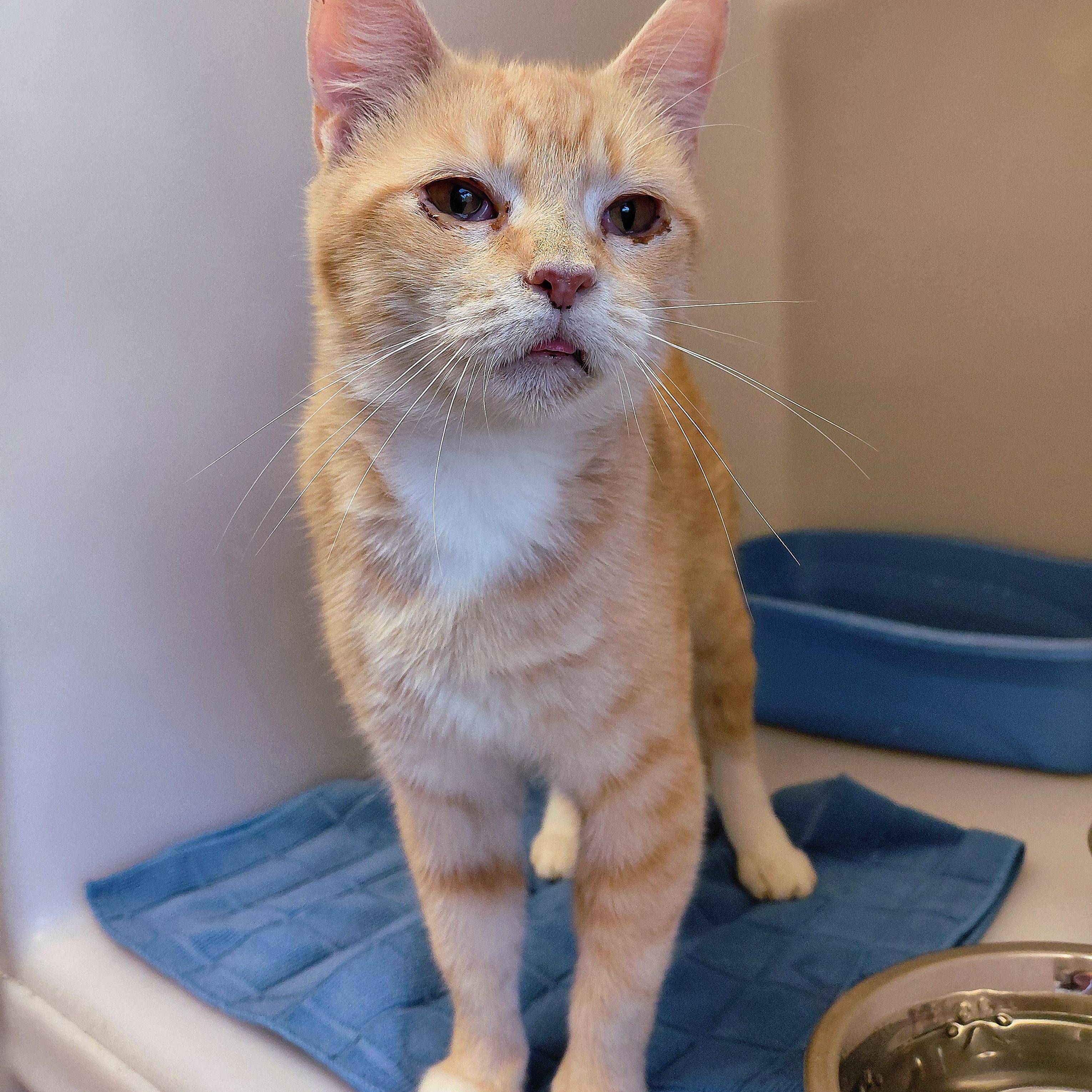 Enlarge Sage, a Adoptable Domestic Short Hair in Stanley, VA image 1/2