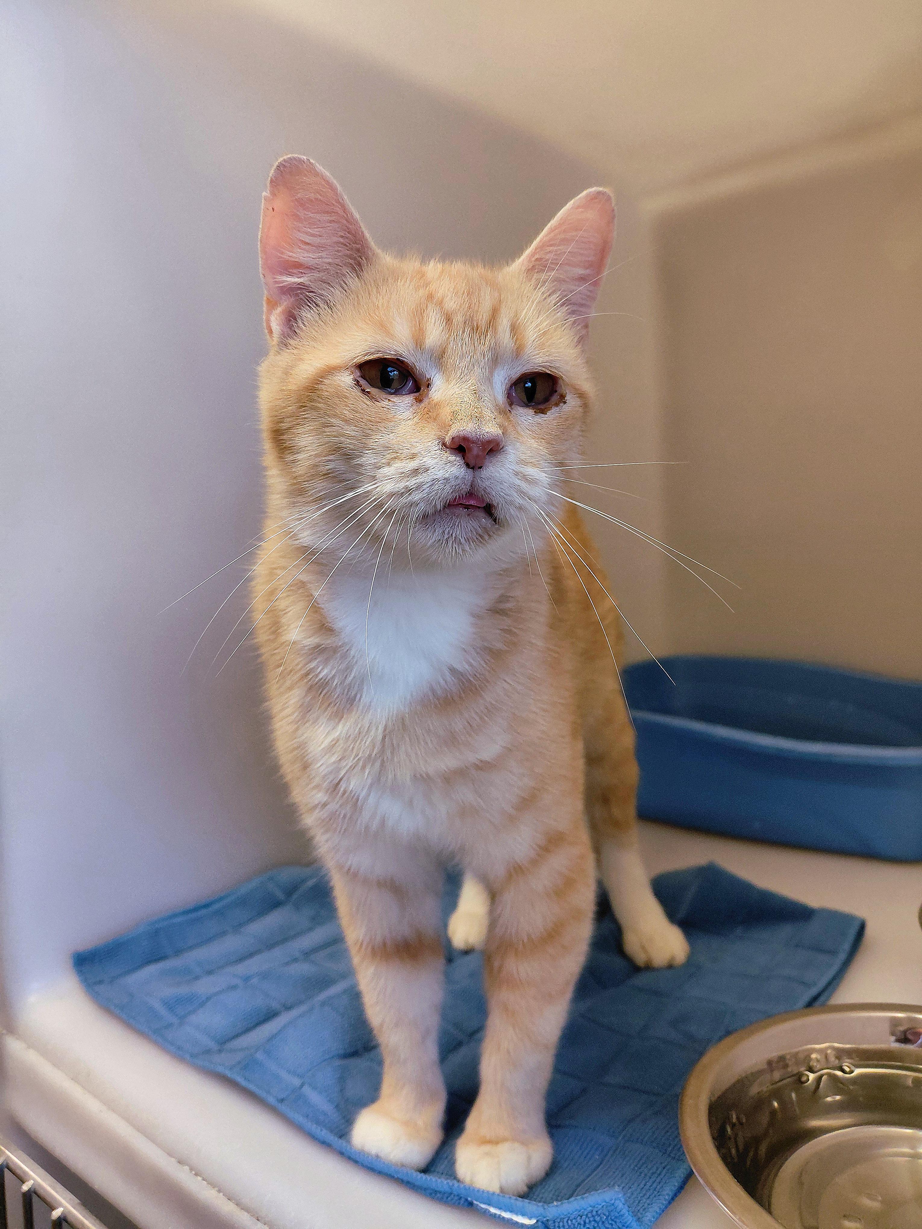 Enlarge Sage, a Adoptable Domestic Short Hair in Stanley, VA image 2/2