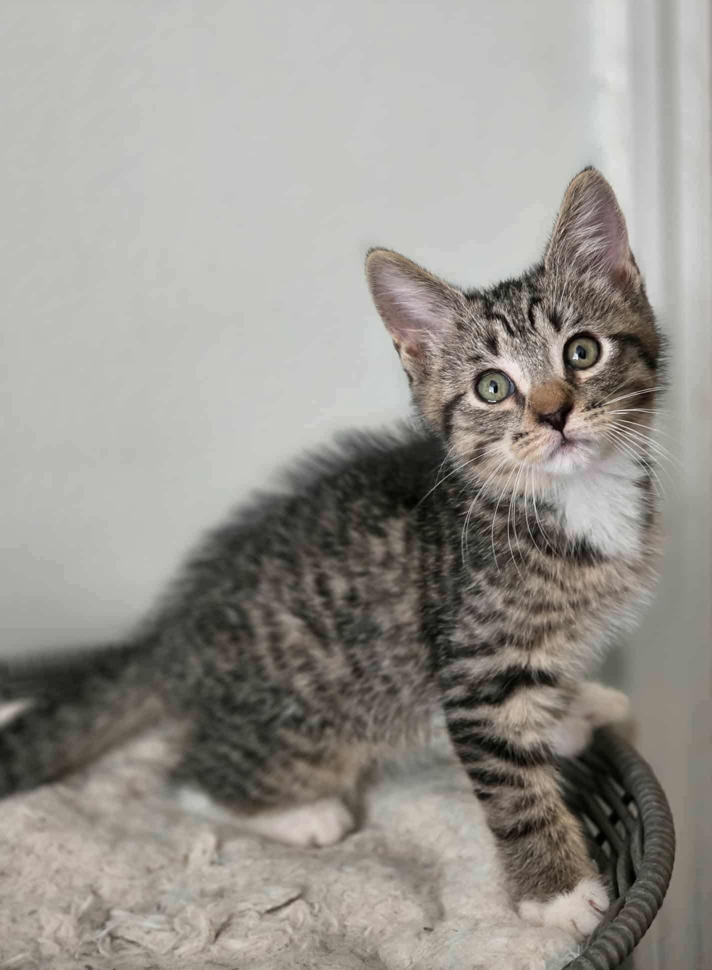 Bourbon. (affectionate)