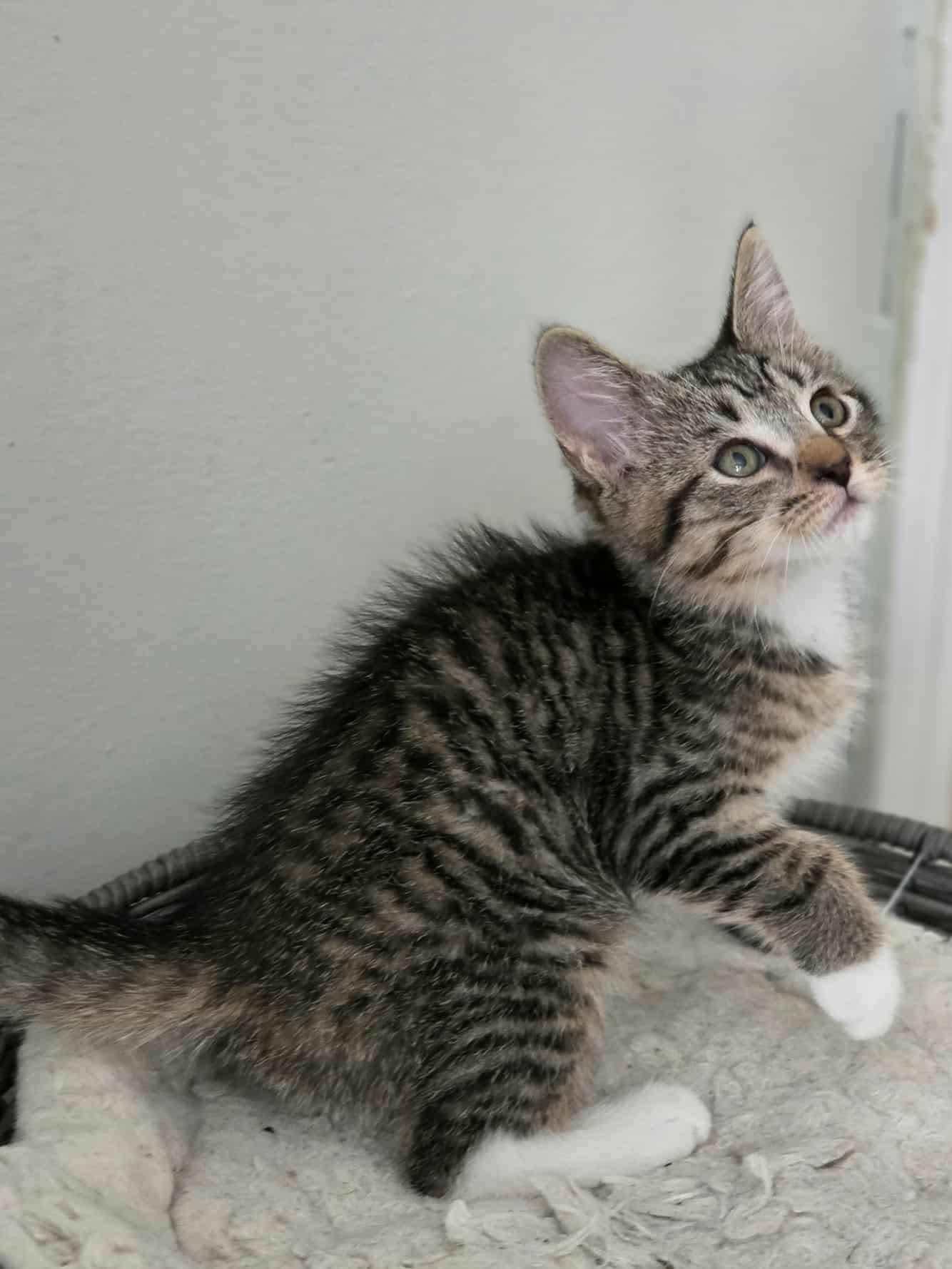 Bourbon. (affectionate) 2