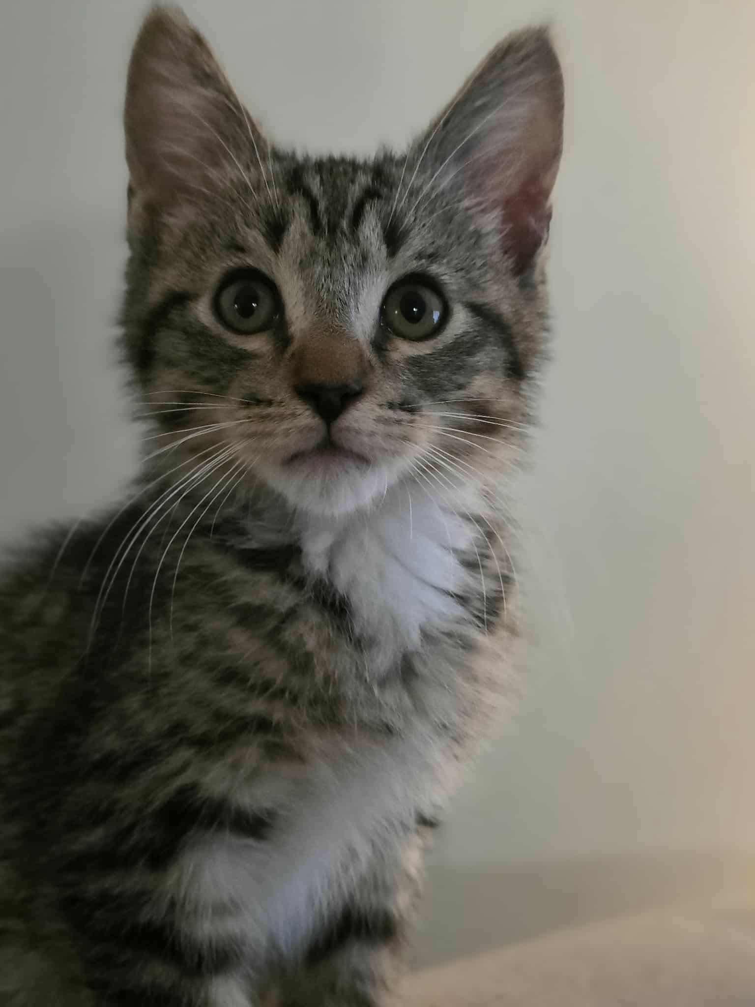 Bourbon. (affectionate) 5