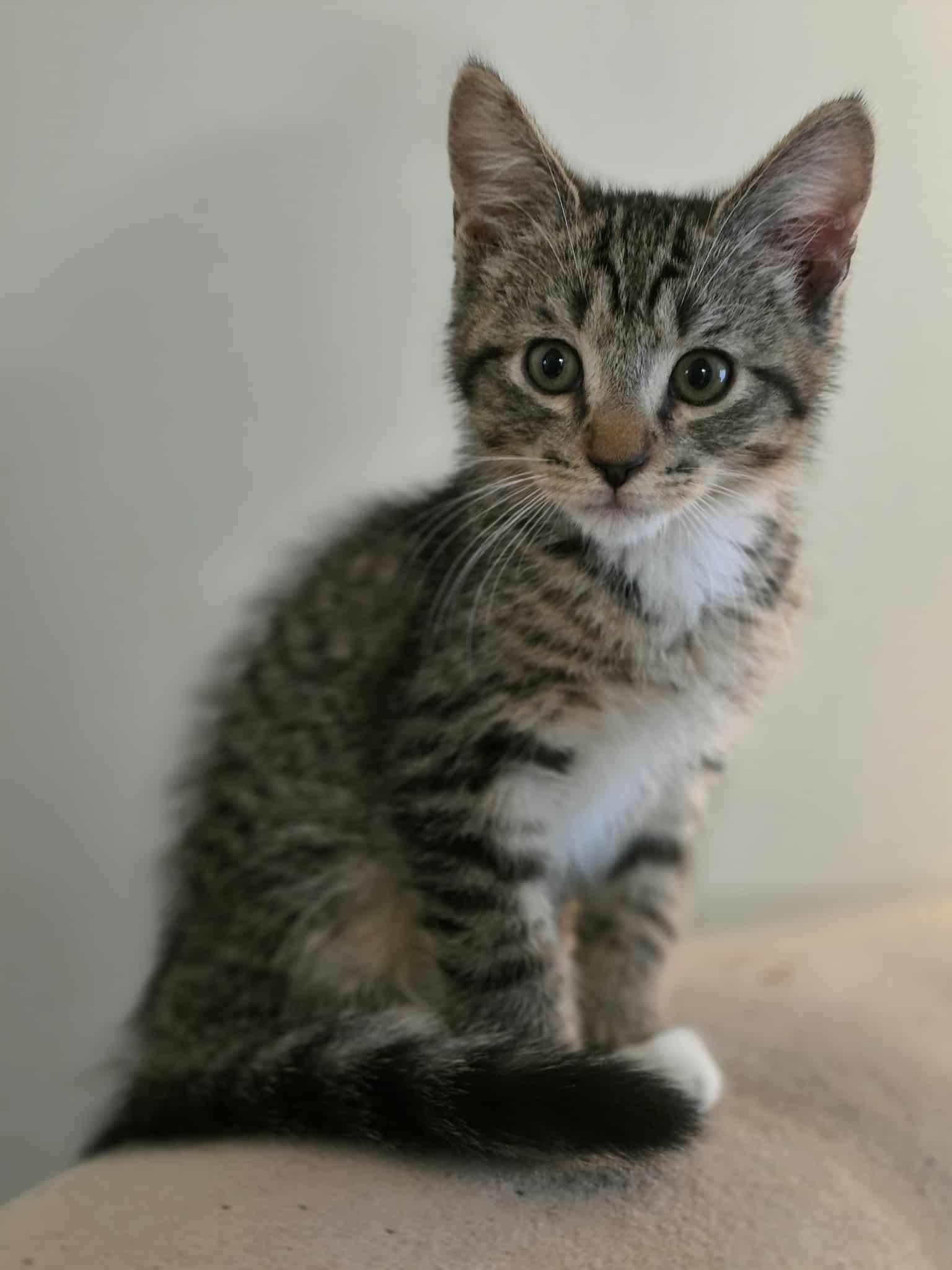 Bourbon. (affectionate) 4