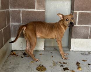 Nina, Adoptable, Adult Unknown Pit Bull Terrier & Mixed Breed.