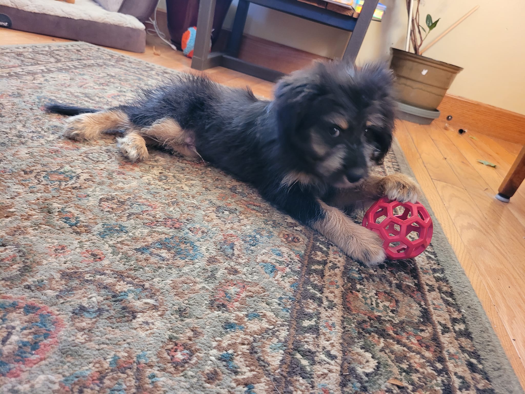 TR, Adopted, Puppy Male Australian Shepherd & Miniature Poodle.