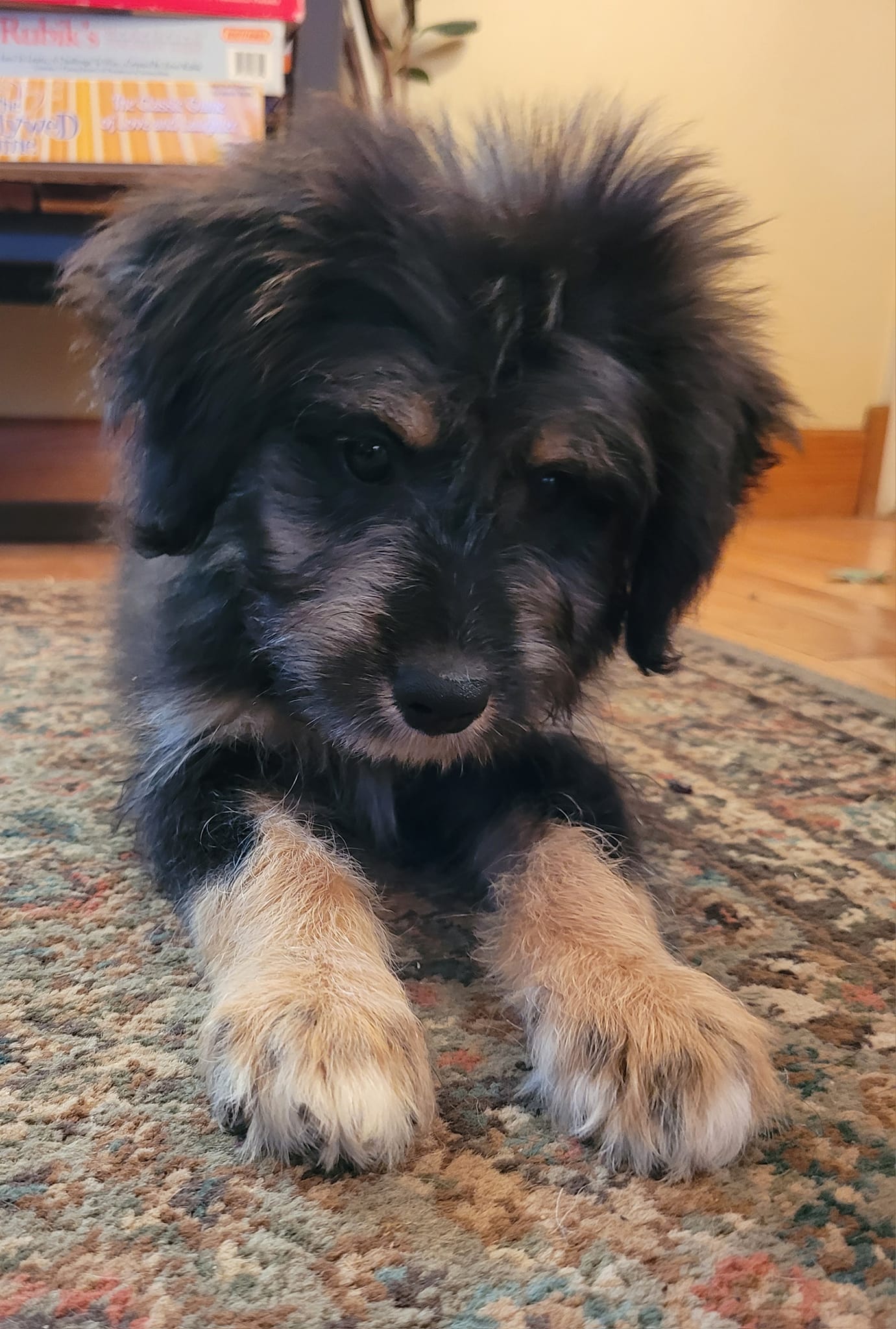 Enlarge TR, a Adopted mixed breed in Sheridan, WY image 2/3