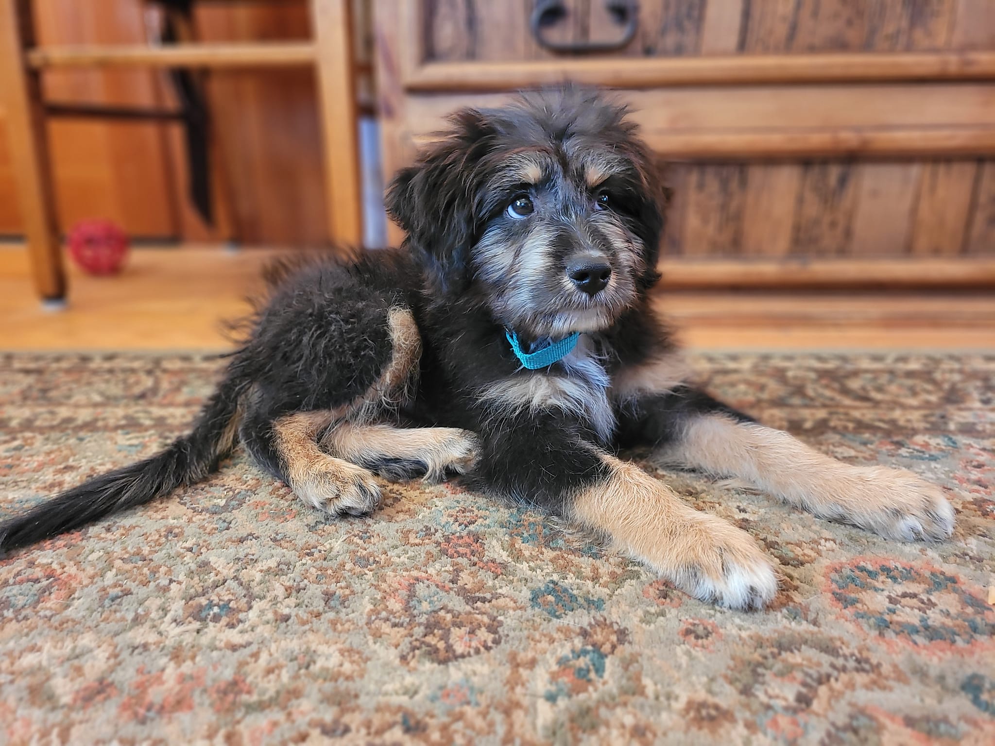 Enlarge TR, a Adopted mixed breed in Sheridan, WY image 3/3