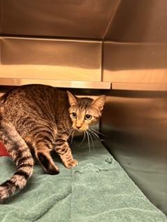 HOBBY, Adoptable, Young Female Domestic Short Hair.