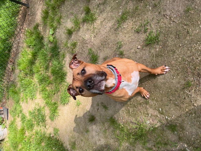 Rye