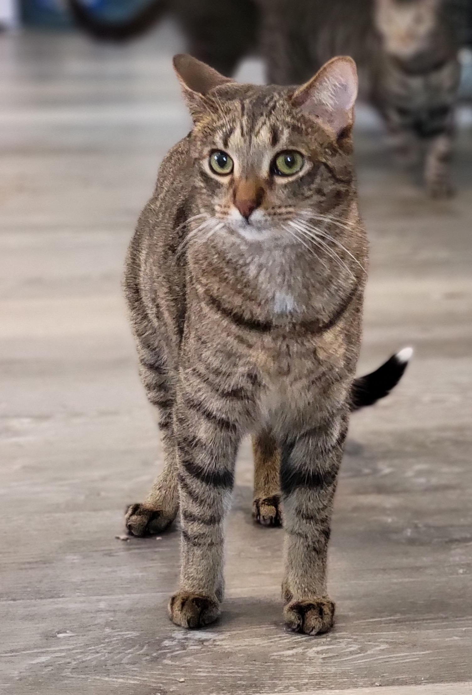Enlarge Garth, a Adoptable Domestic Short Hair in Swartz Creek, MI image 2/6