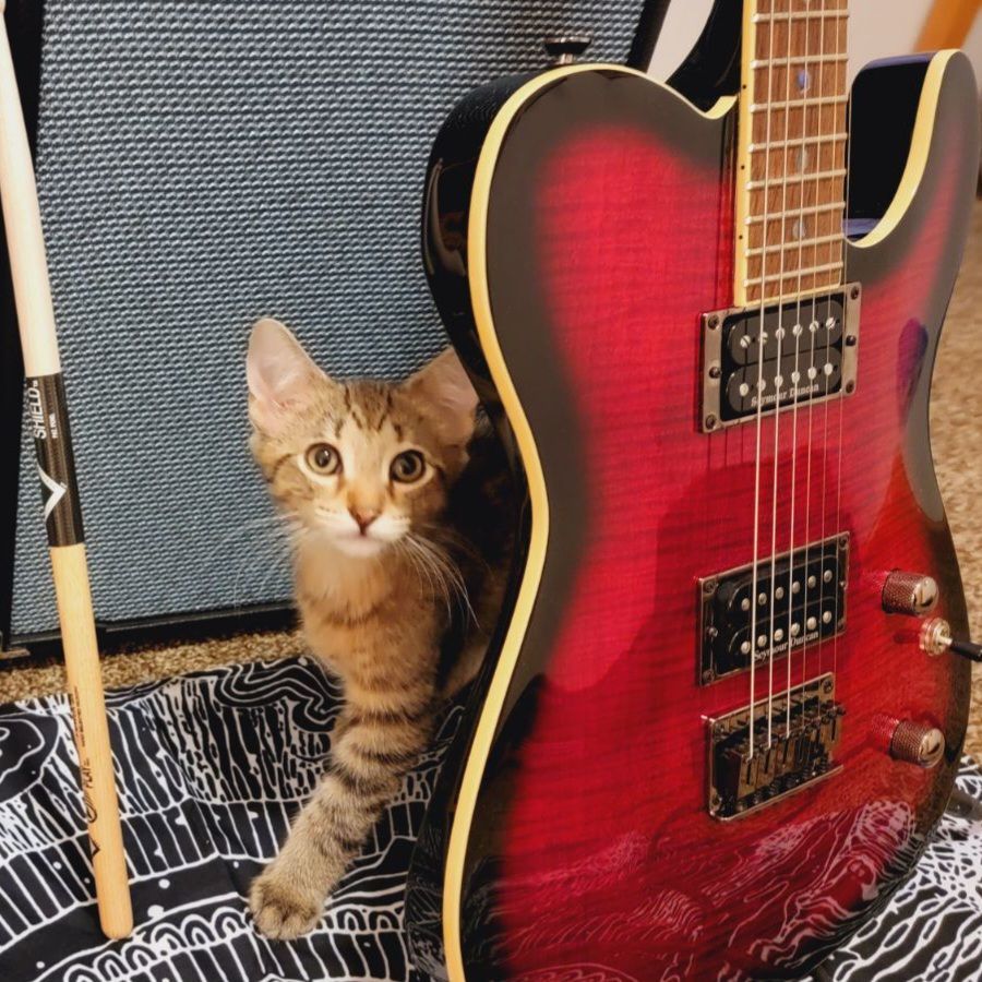 Enlarge Garth, a Adoptable Domestic Short Hair in Swartz Creek, MI image 4/6