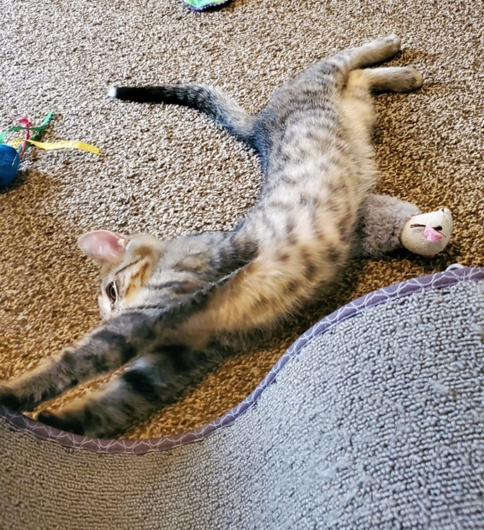 Enlarge Garth, a Adoptable Domestic Short Hair in Swartz Creek, MI image 5/6