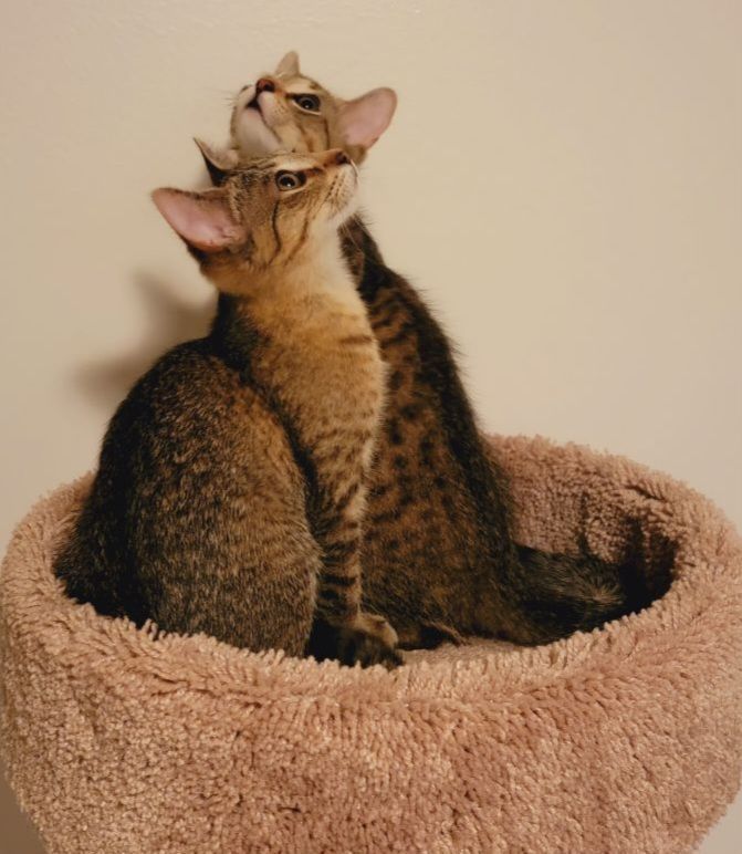 Enlarge Garth, a Adoptable Domestic Short Hair in Swartz Creek, MI image 6/6