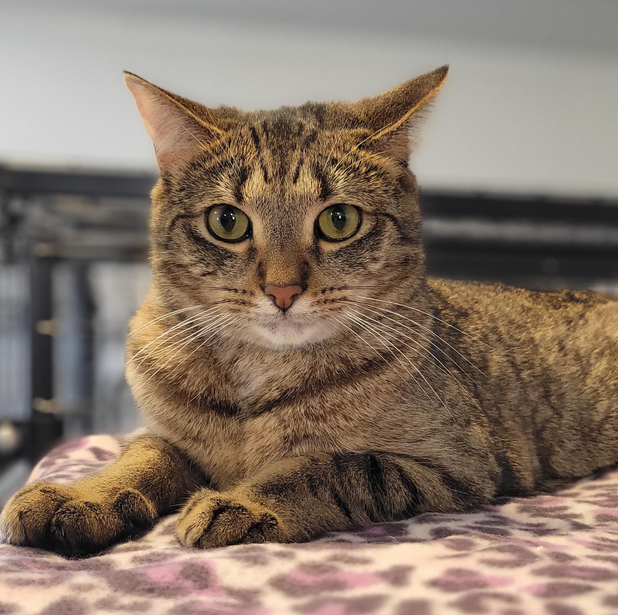 Enlarge Garth, a Adoptable Domestic Short Hair in Swartz Creek, MI image 1/6