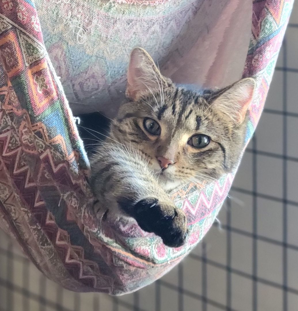 Enlarge Garth, a Adoptable Domestic Short Hair in Swartz Creek, MI image 3/6