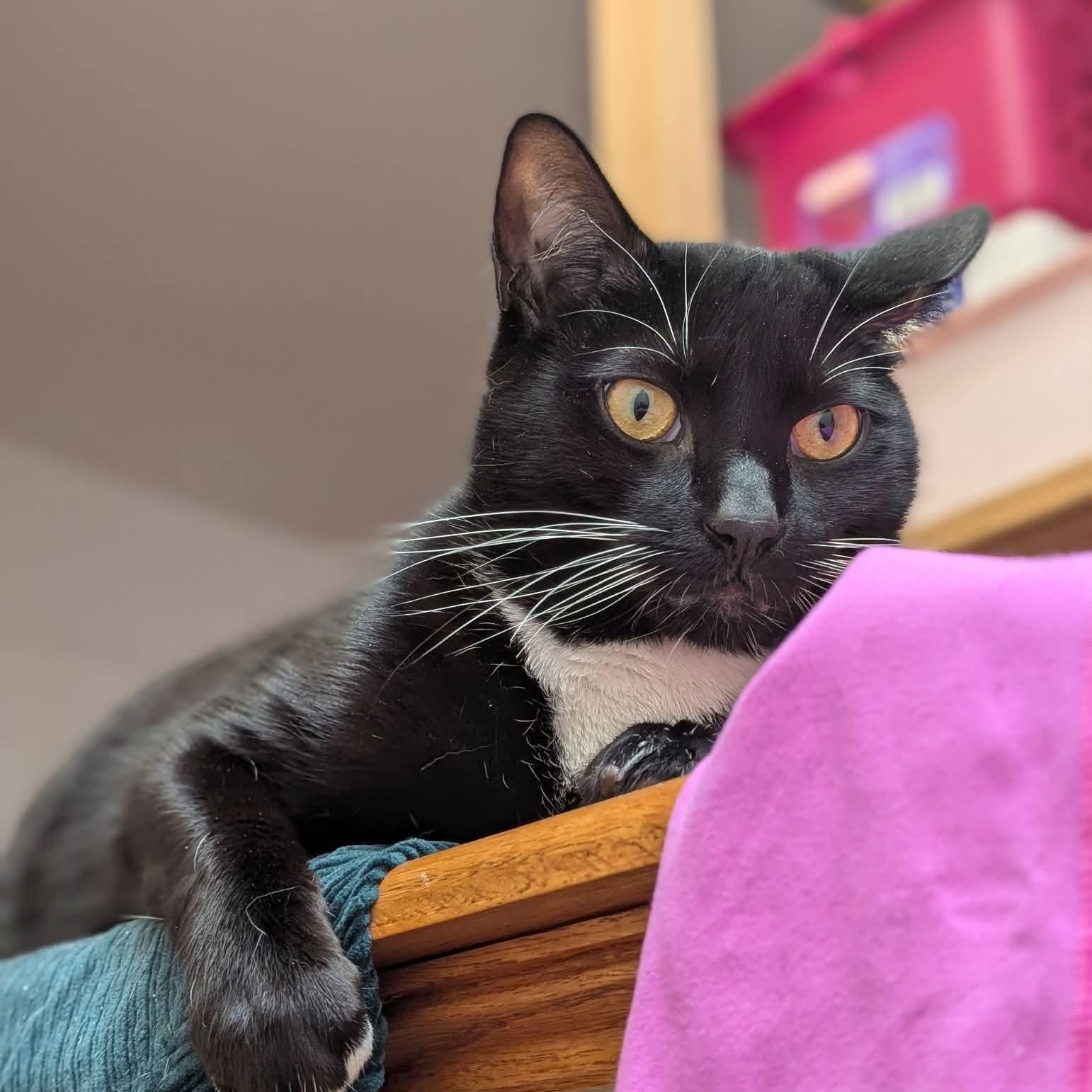 Enlarge Noah - playful & sweet!, a Adoptable Domestic Short Hair in Brooklyn, NY image 3/6