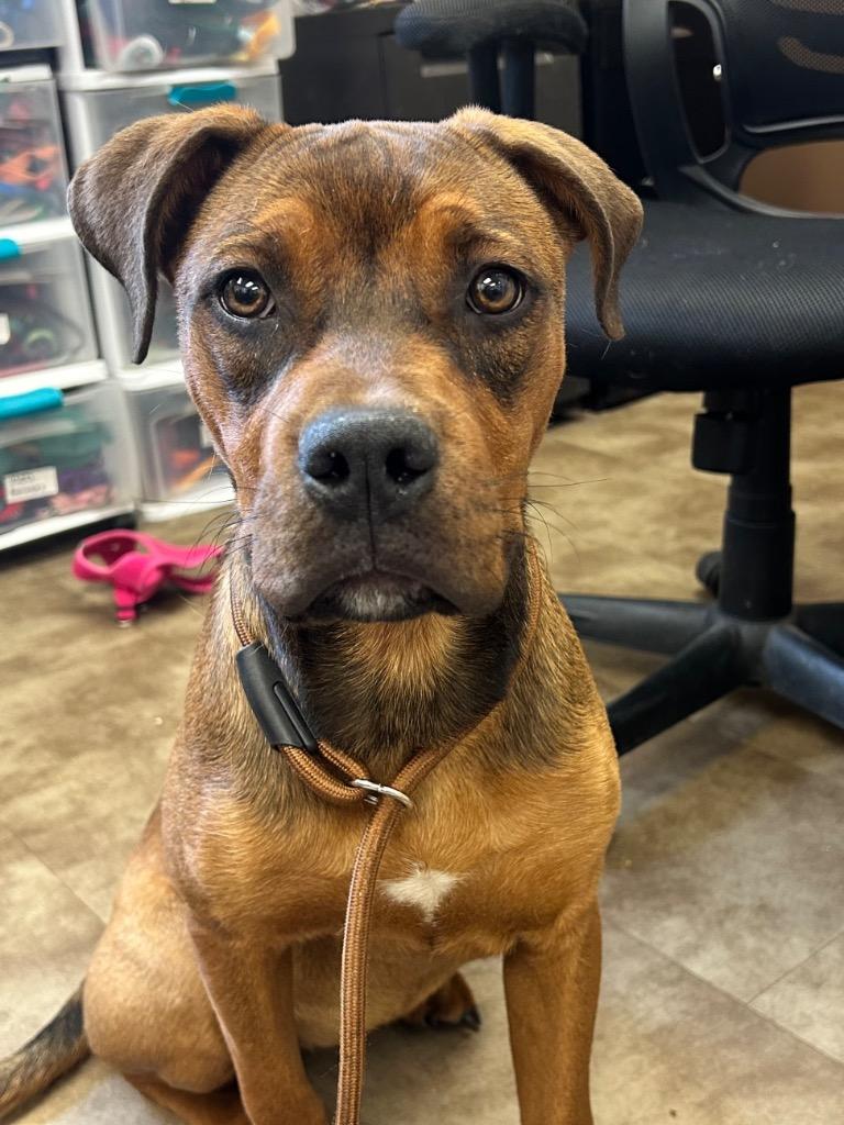 Cinna-Bon, Adoptable, Puppy Female Boxer.