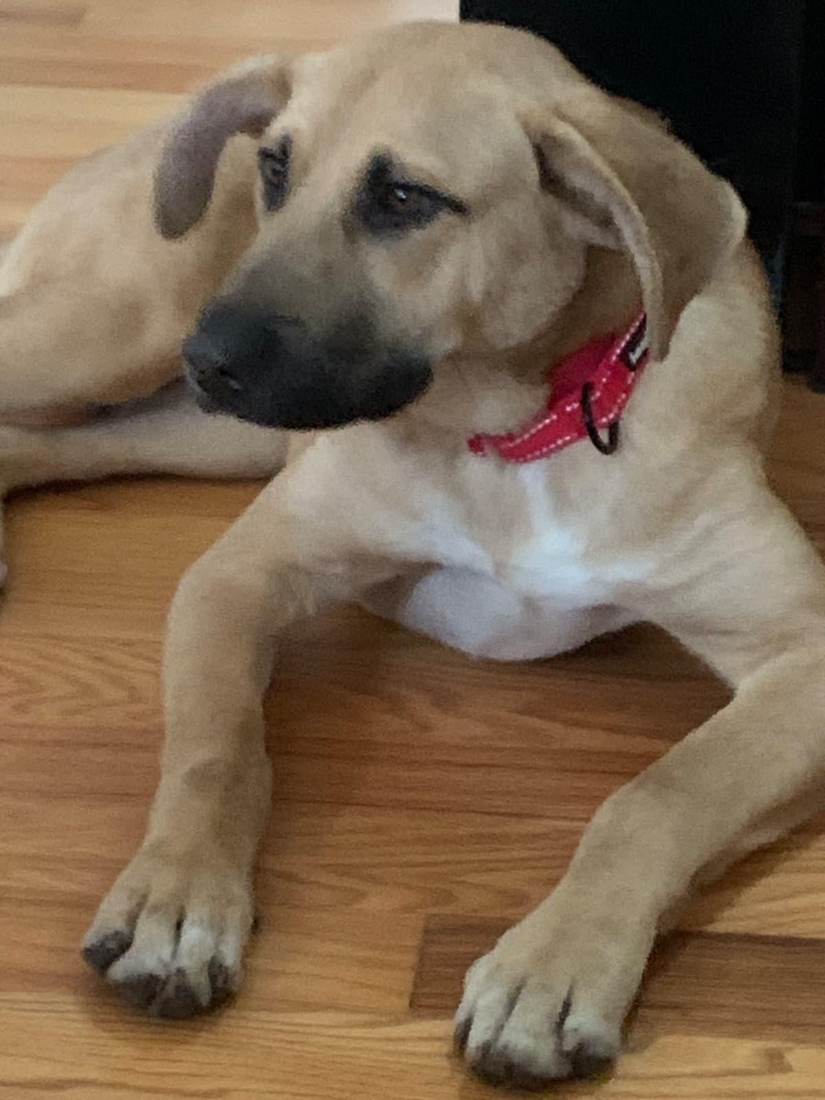 Tobey, an adopted mixed breed in Manhasset, NY image 6/6