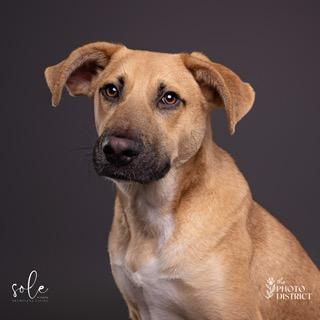 Tobey, adopted, Young Male Black Mouth Cur.