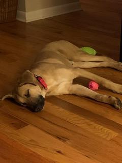 Tobey, an adopted mixed breed in Manhasset, NY image 5/6