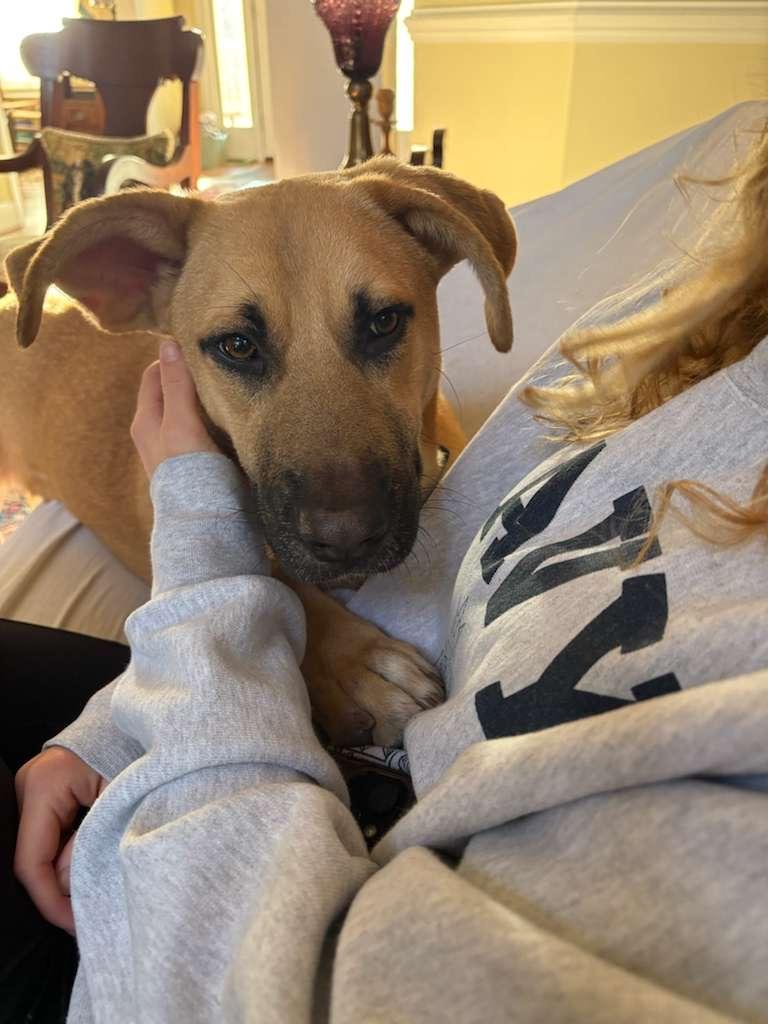 Tobey, an adopted mixed breed in Manhasset, NY image 2/6