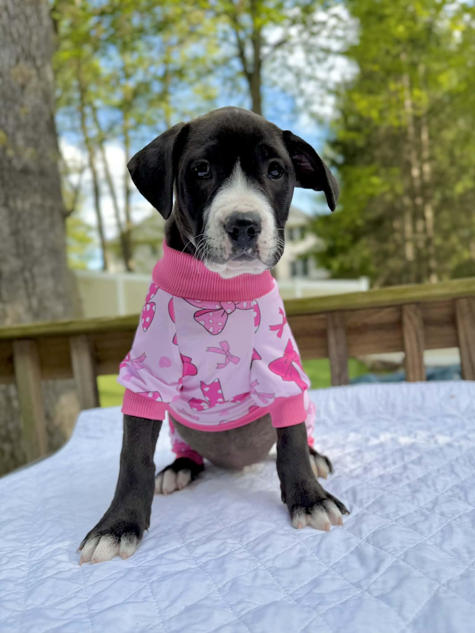 Enlarge Dijon, a ADOPTABLE mixed breed in Levittown, NY image 1/4