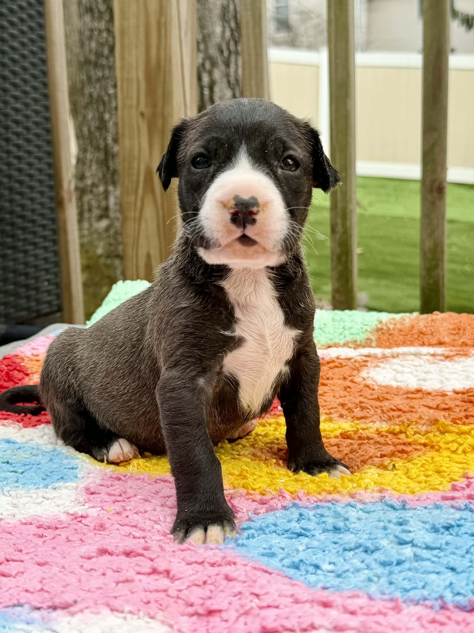 Enlarge Dijon, a ADOPTABLE mixed breed in Levittown, NY image 4/4