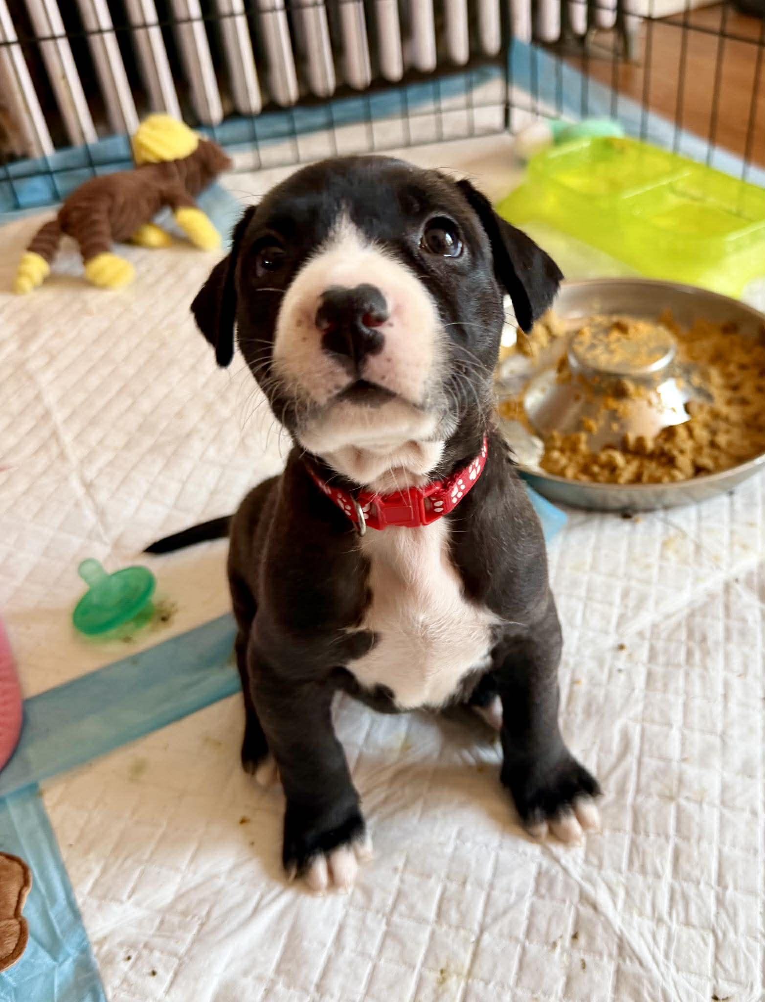 Enlarge Dijon, a ADOPTABLE mixed breed in Levittown, NY image 2/4