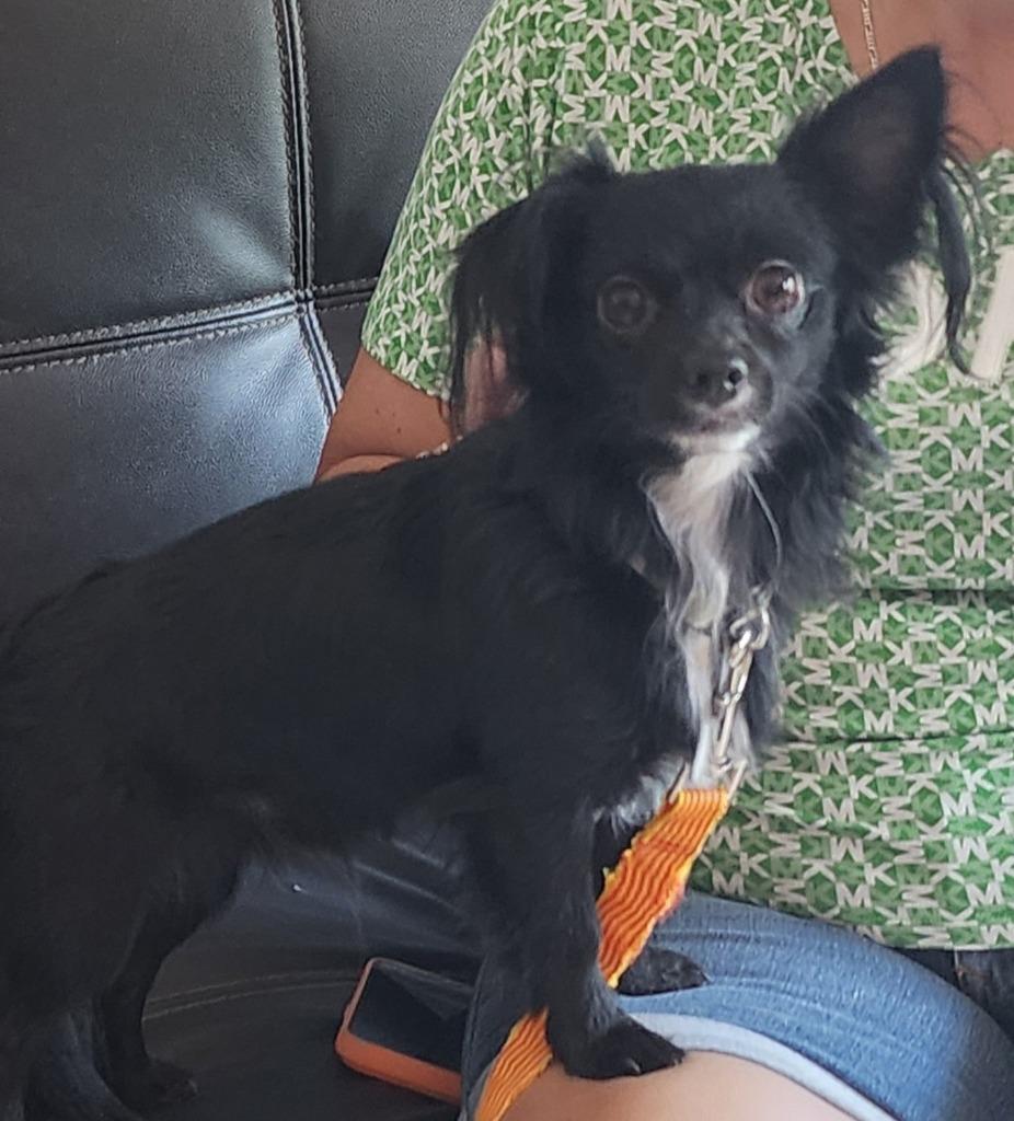 Enlarge ENZO, a Adoptable Chihuahua in Palm City, FL image 1/1