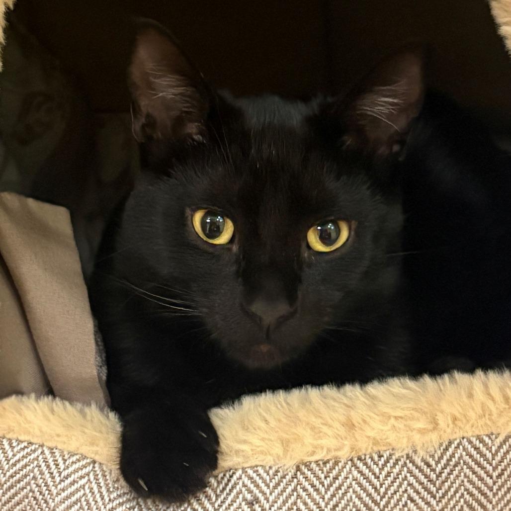 Flint, Adoptable, Young Male Domestic Short Hair.
