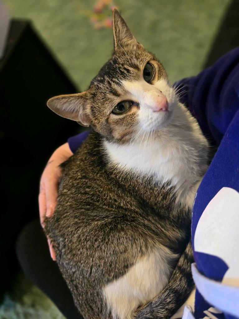 Enlarge Dennis, a Adoptable Abyssinian in Miami, OK image 1/5