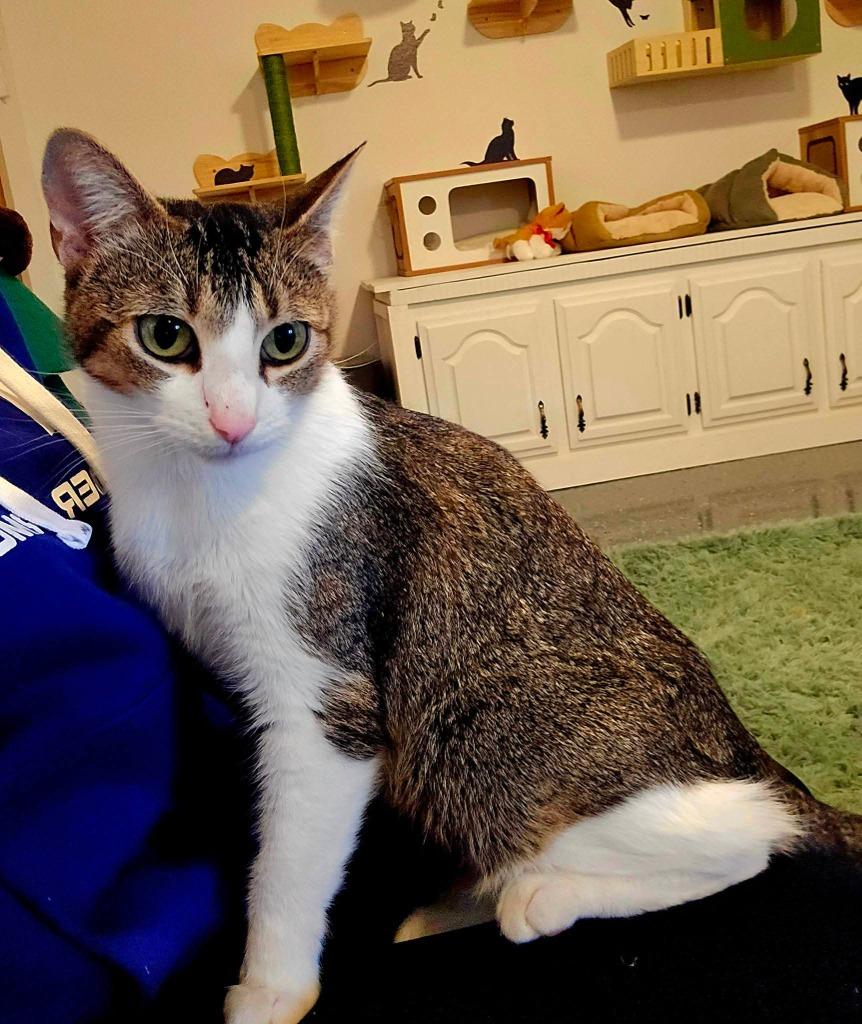 Enlarge Dennis, a Adoptable Abyssinian in Miami, OK image 2/5