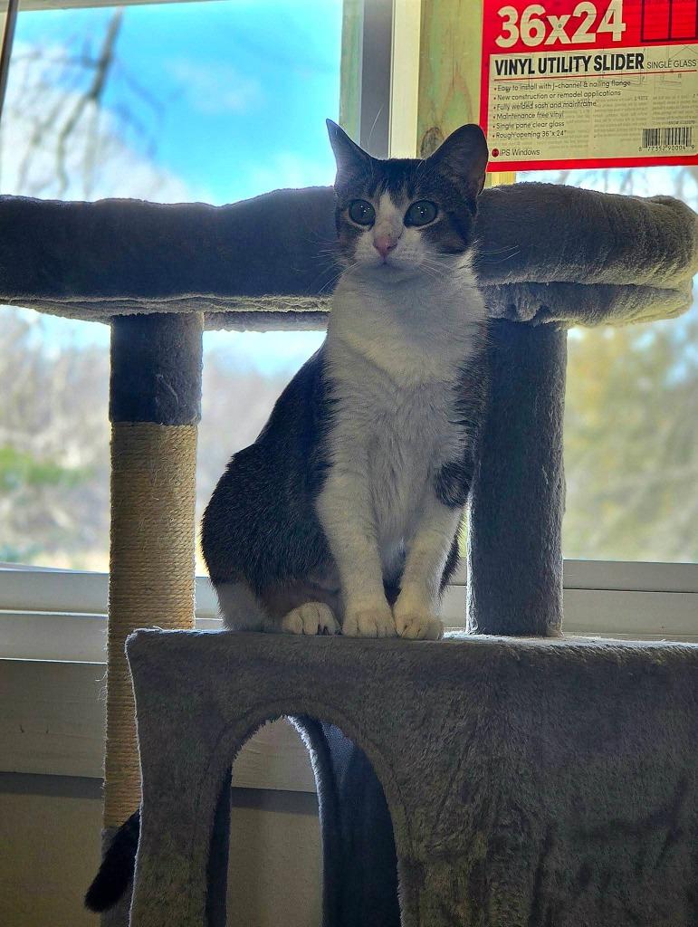 Enlarge Dennis, a Adoptable Abyssinian in Miami, OK image 3/5