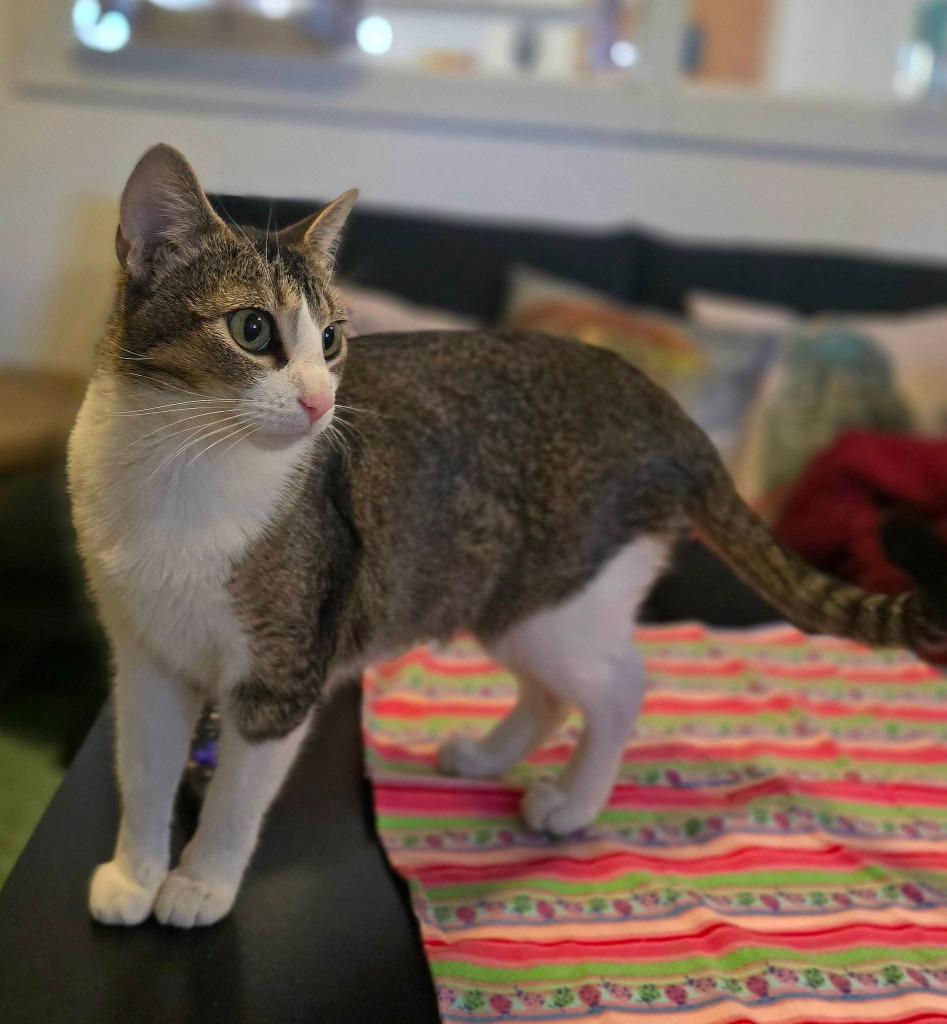 Enlarge Dennis, a Adoptable Abyssinian in Miami, OK image 4/5