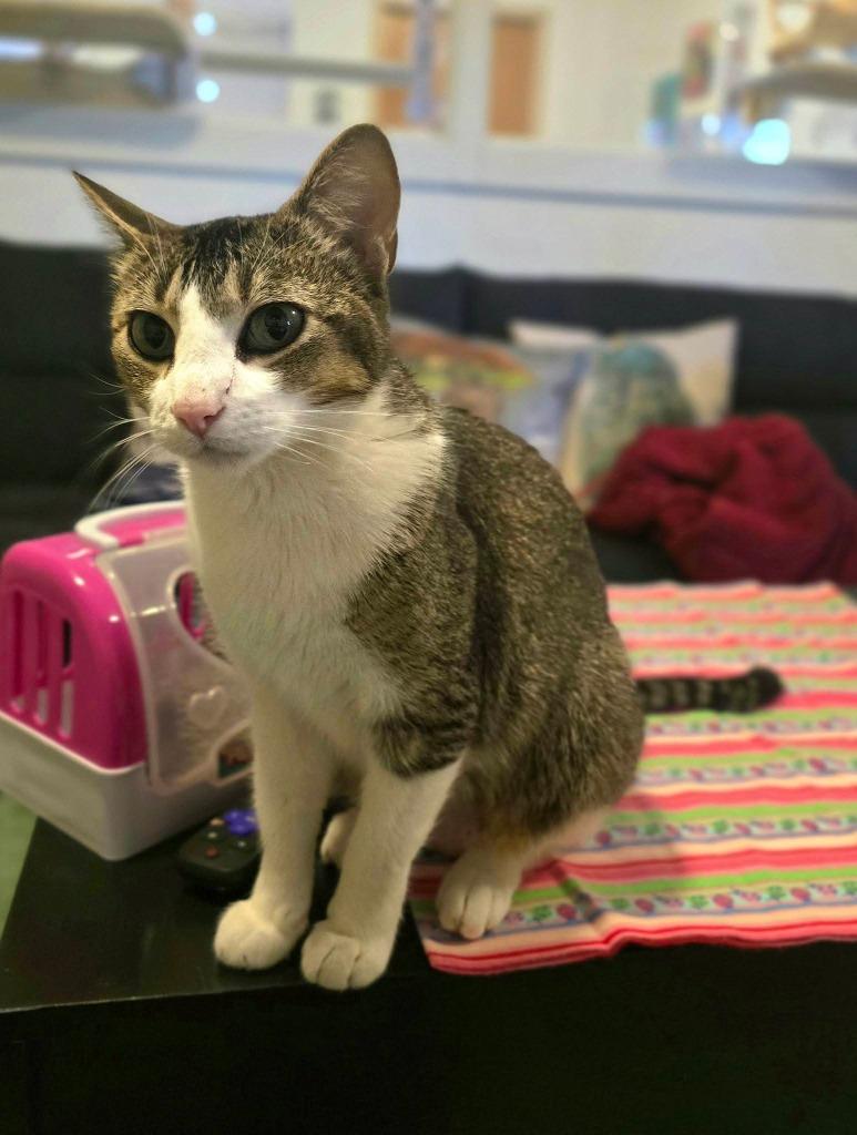 Enlarge Dennis, a Adoptable Abyssinian in Miami, OK image 5/5