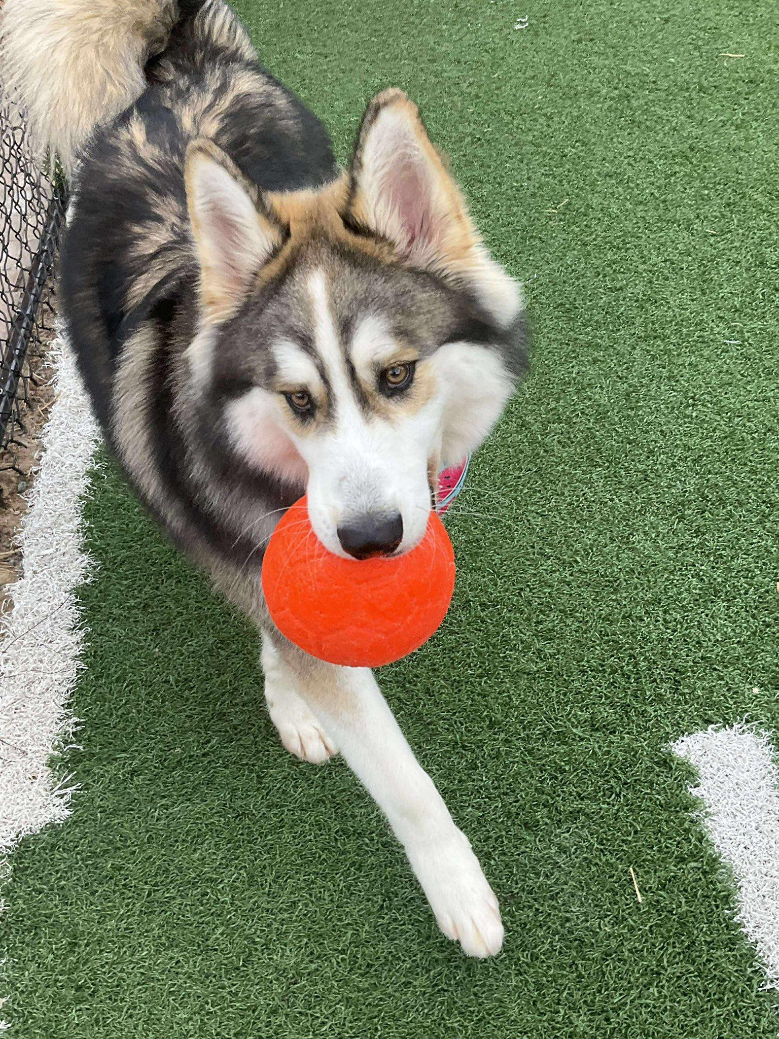 Kitchi, Adopted, Young Male Siberian Husky.