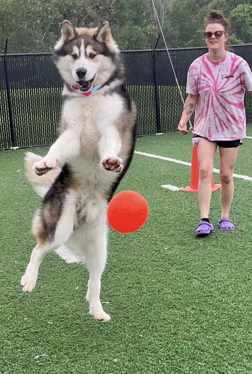 Kitchi, a Adopted Siberian Husky in Montclair, NJ image 3/5