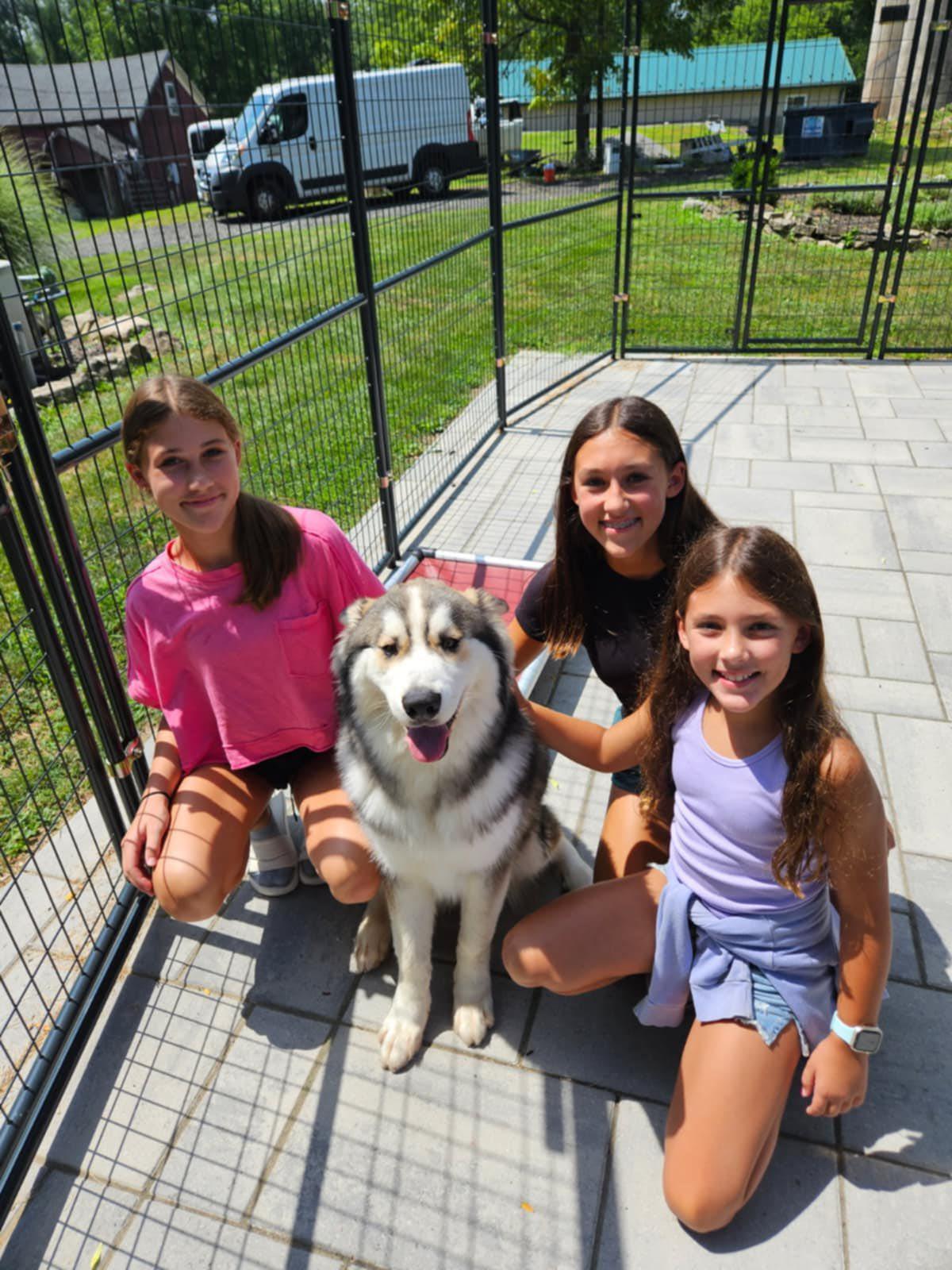 Kitchi, a Adopted Siberian Husky in Montclair, NJ image 5/5