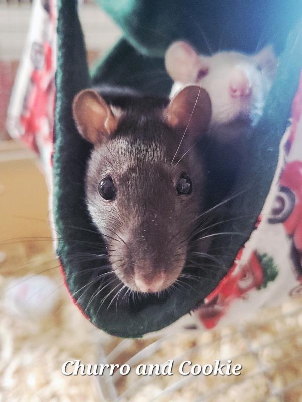 Enlarge Taco, Babyist, Churro & Crunchwrap, a Adoptable Rat in Dedham, MA image 4/4