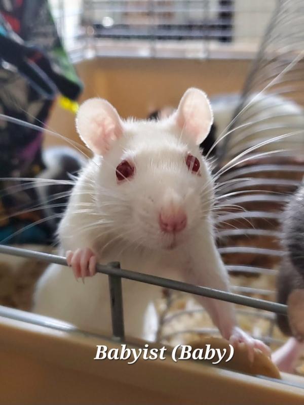 Enlarge Taco, Babyist, Churro & Crunchwrap, a Adoptable Rat in Dedham, MA image 3/4